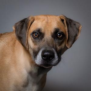 Baylor, Black Mouth Cur, adult, available for adoption