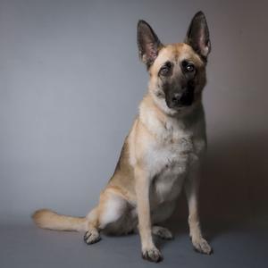 A German Shepherd dog sitting on a gray background.