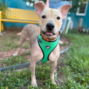Sphynx, Terrier, adult, available for adoption