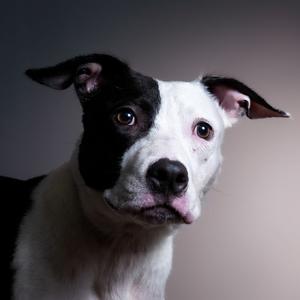 Hawthorne, Terrier, Pit Bull, young, available for adoption