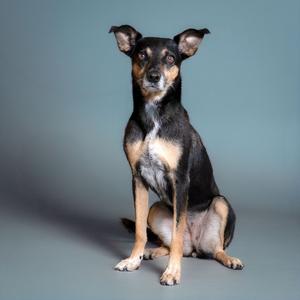 A black and tan dog sitting on a gray background