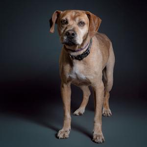 A brown dog standing on a dark background