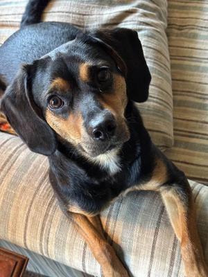 Zinnia, Beagle, young, available for adoption