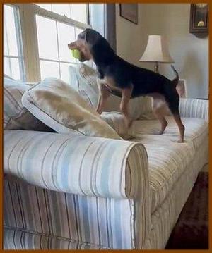 Zinnia, Beagle, young, available for adoption