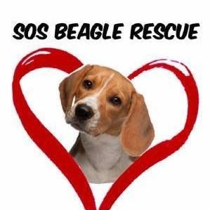 SOS Beagle Rescue-NJ