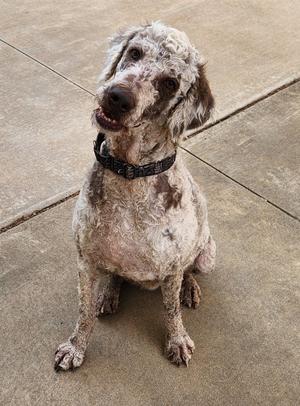 A dog with curly, mottled fur sitting on a concrete surface.