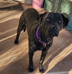 Matilda, Black Labrador Retriever / American Staffordshire Terrier, adult, available for adoption