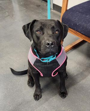 Matilda, Black Labrador Retriever / American Staffordshire Terrier, adult, available for adoption