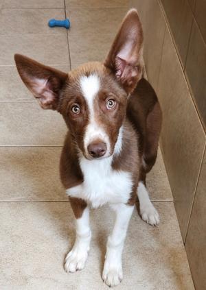 Scout, Border Collie / McNab, young, available for adoption