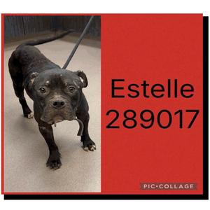 A black dog named Estelle with a leash attached to its collar, standing on a concrete floor.