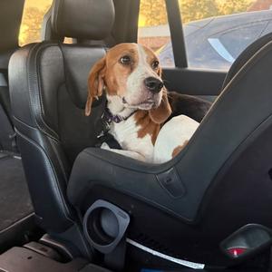 3 for 5, Beagle, available for adoption