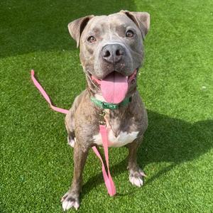 Agusgus, Mixed Breed (Large), available for adoption