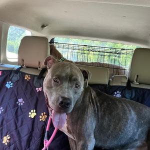 Agusgus, Mixed Breed (Large), available for adoption