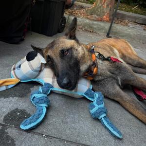 Adventure, Shepherd, Belgian Malinois, adult, available for adoption