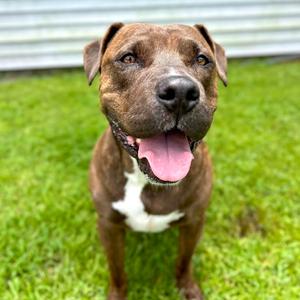 Akela, Mixed Breed (Medium), adult, available for adoption