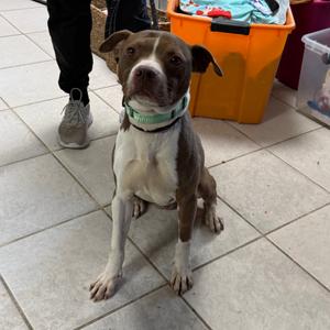 Assistant Manager Kevin, Mixed Breed (Medium), adult, available for adoption