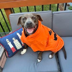 Applejack, Terrier, American Pit Bull, adult, available for adoption
