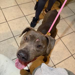 Azule, Mixed Breed (Medium), senior, available for adoption