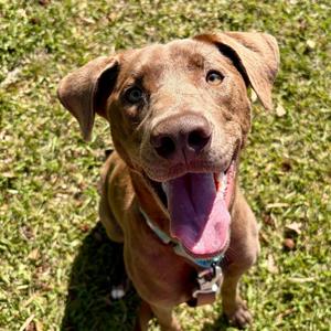 Aspen, Mixed Breed (Medium), available for adoption