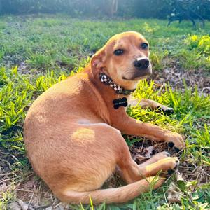 Almond Joy Bar, Mixed Breed (Small), available for adoption