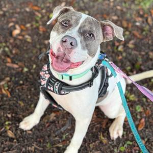 Almost Brooklyn, Mixed Breed (Medium), available for adoption