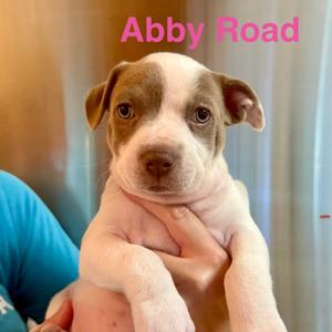 Abby Road, Mixed Breed (Medium), young, available for adoption