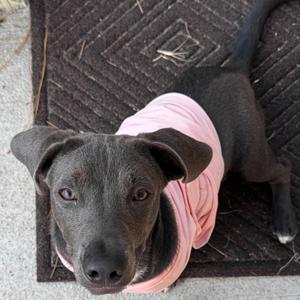 Baby Ruth, Dachshund, Standard Smooth Haired, available for adoption
