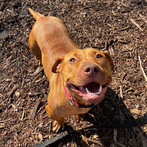 Artemis aka Honey Bear, Mixed Breed (Medium), adult, available for adoption