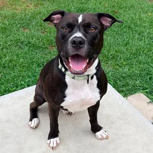 Aperol Spritz, Mixed Breed (Medium), adult, available for adoption