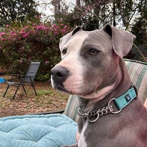 Angel, Mixed Breed (Medium), adult, available for adoption