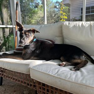 Audie Wellness, Mixed Breed (Large), available for adoption