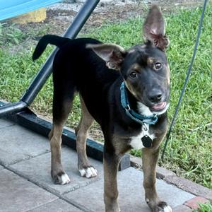 Audie Wellness, Mixed Breed (Large), young, available for adoption