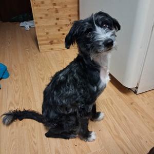 Alfalfa, Mixed Breed (Small), adult, available for adoption