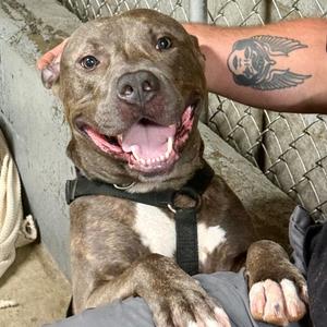 Augusta, Mixed Breed (Large), adult, available for adoption