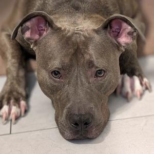 A gray pitbull dog lying on a tiled floor, looking directly at the camera with its ears perked up.