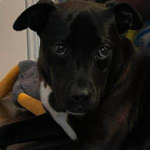 Athena, Mixed Breed (Medium), available for adoption