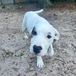 A white pitbull puppy with black markings on its face and ears looks up at the camera while standing on sandy ground.