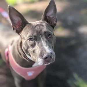 Baby Blue, Terrier, Bull, adult, available for adoption