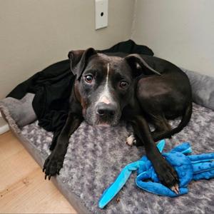 Ava Black, Mixed Breed (Medium), adult, available for adoption