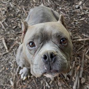 A gray pit bull dog looking up at the camera with big brown eyes.