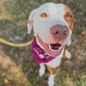 Alfie, Mixed Breed (Large), adult, available for adoption