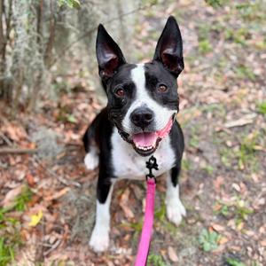 4K, Mixed Breed (Medium), senior, available for adoption