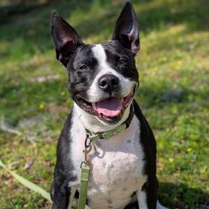 4K, Mixed Breed (Medium), senior, available for adoption