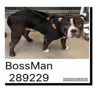 "Bossman" TBD, Mixed Breed (Medium), adult, available for adoption