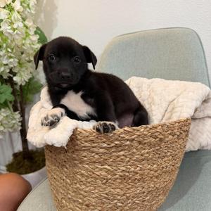 Amika, Mixed Breed (Large), young, available for adoption
