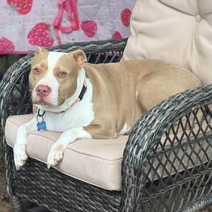 Adrena Lynn, Mixed Breed (Medium), adult, available for adoption