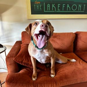 Aaliyah, Mixed Breed (Medium), adult, available for adoption