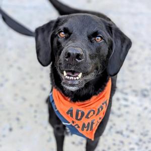 Abel, Retriever, Black Labrador, adult, available for adoption