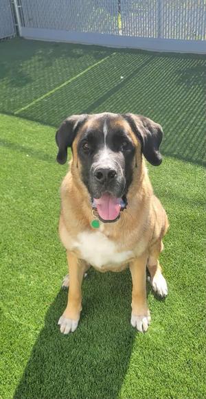 A large dog with a brown and black coat sitting on artificial grass.