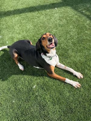 A black, brown, and white dog lying on green artificial grass.